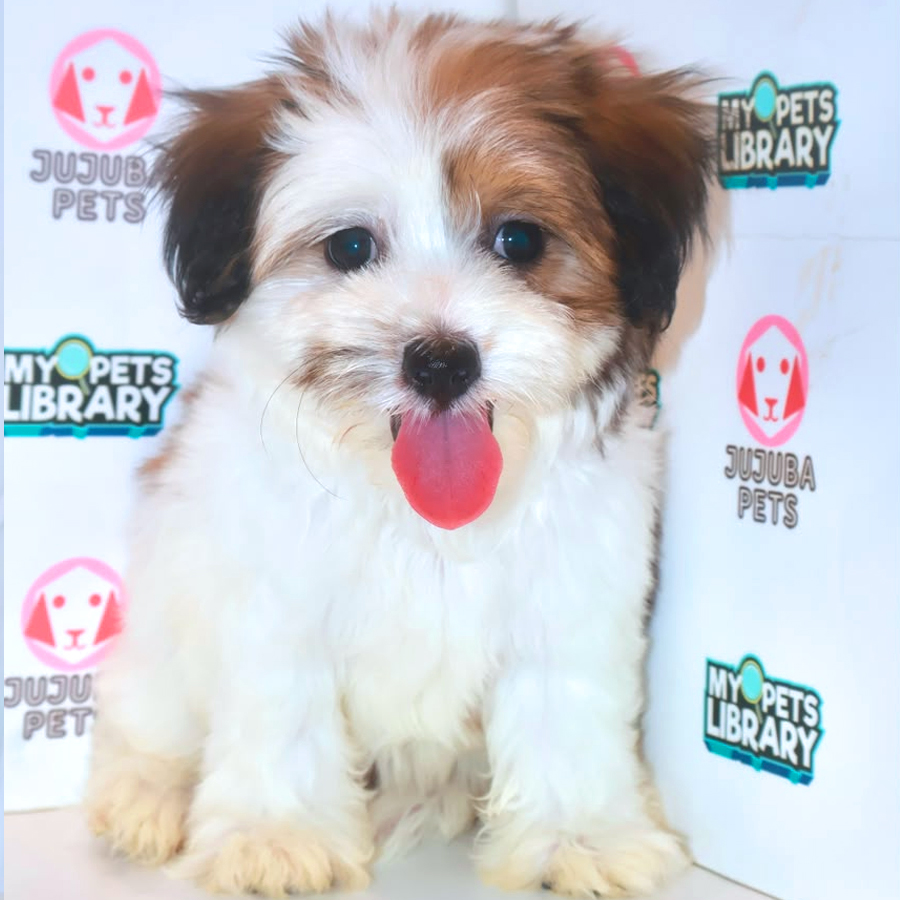 Shihpoo Puppy