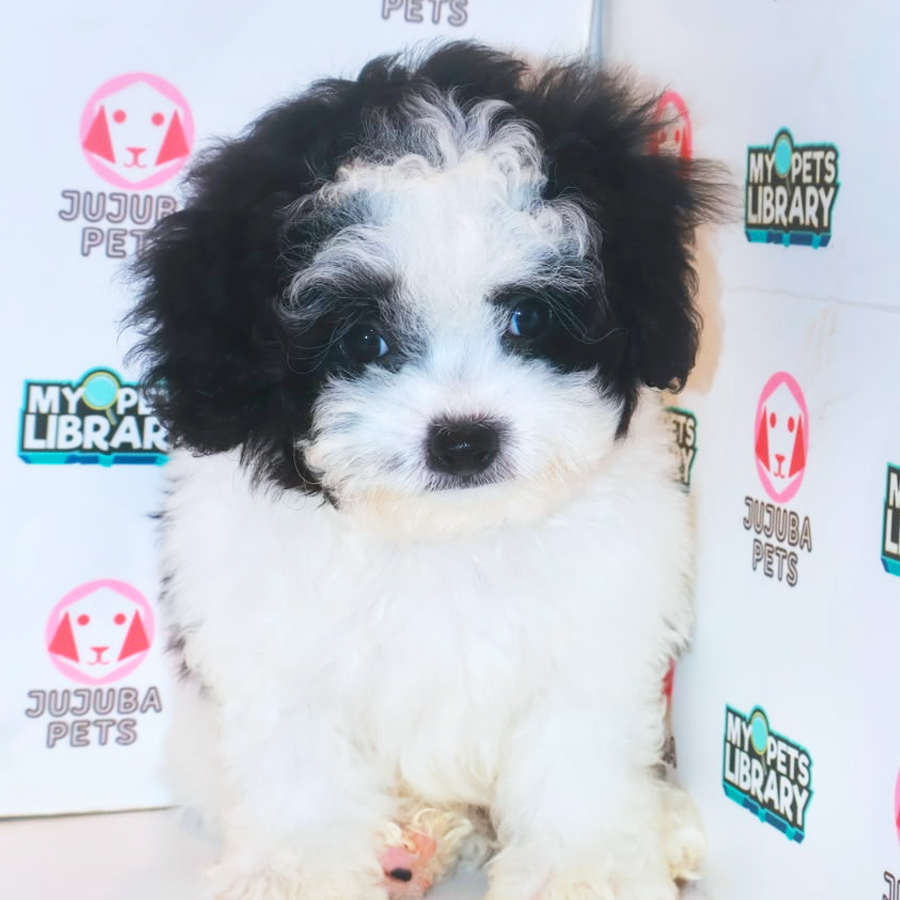 Shihpoo Puppy