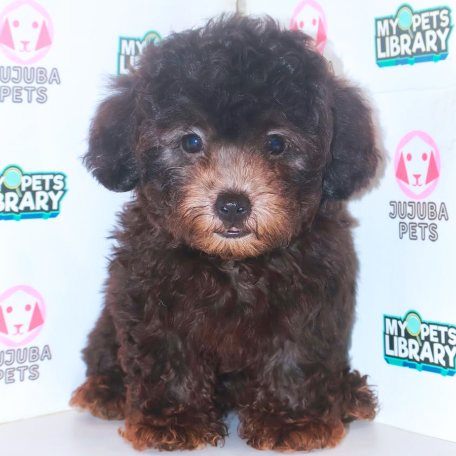 Toy Poodle Puppy