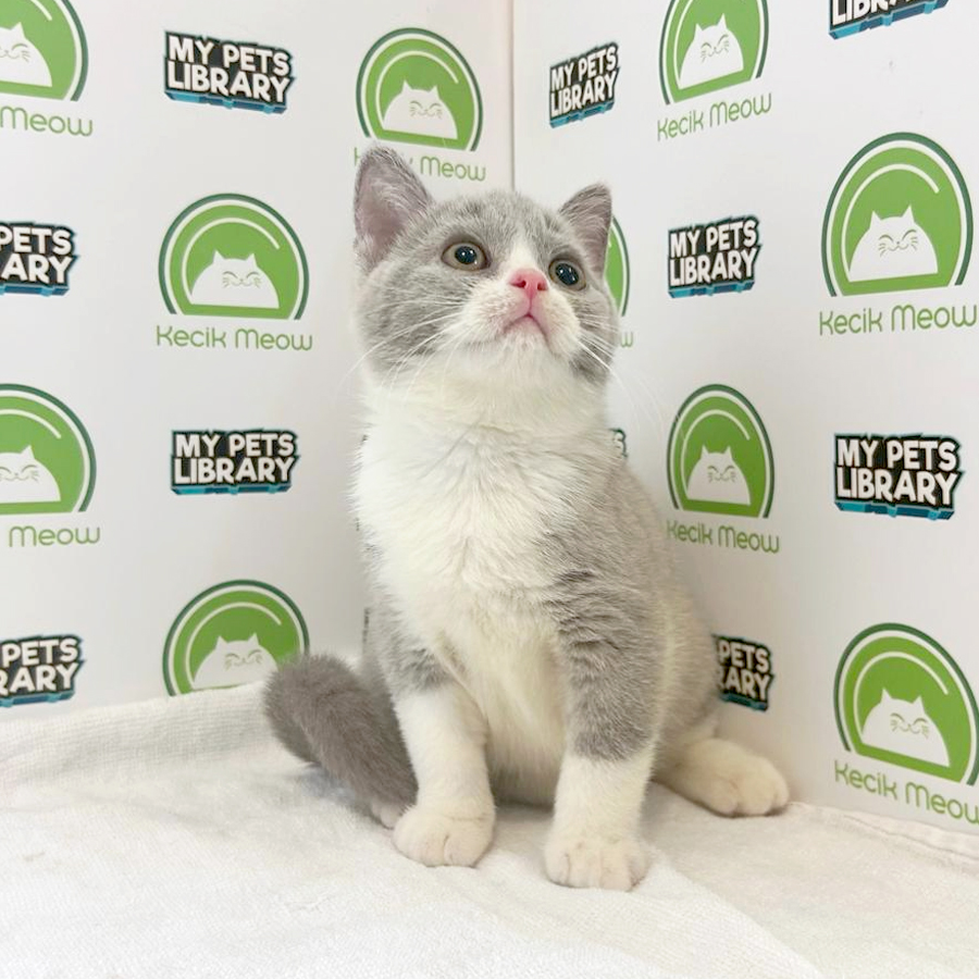 British Shorthair Kitten