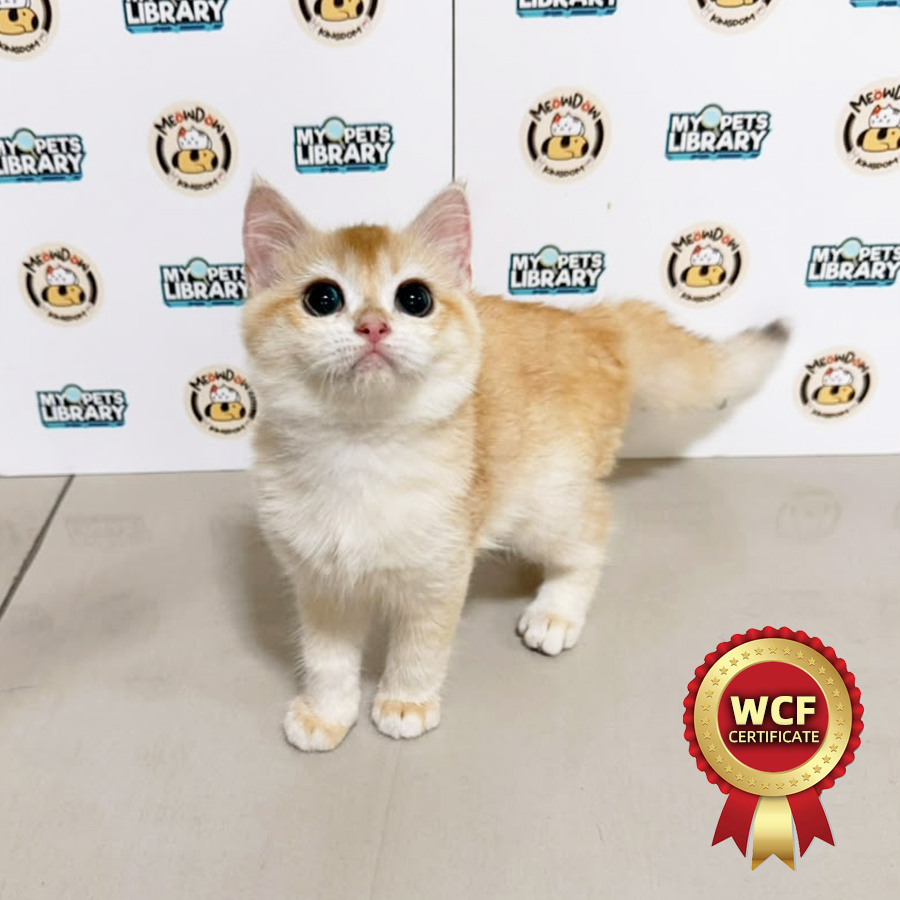 WCF British Shorthair Kitten