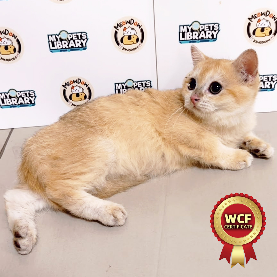 WCF British Shorthair Kitten