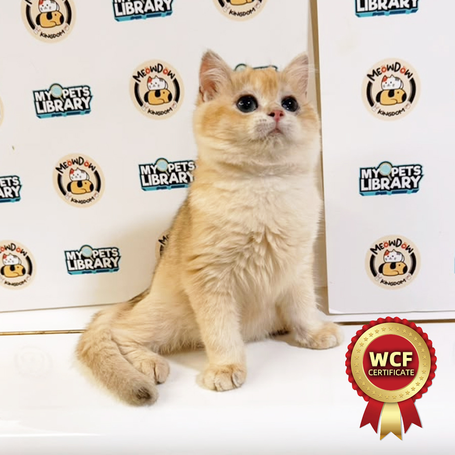 WCF British Shorthair Kitten