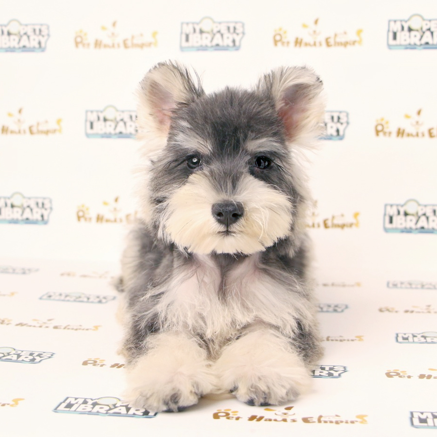 Tiny Schnauzer Puppy
