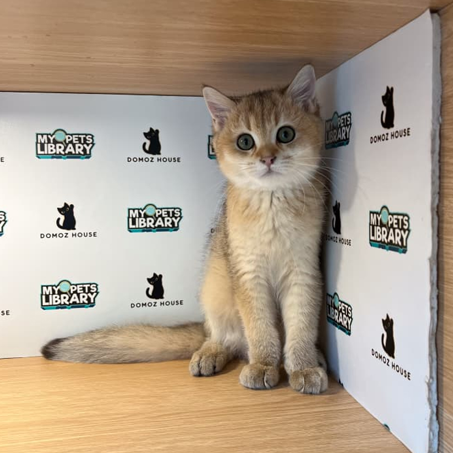 British Shorthair Kitten