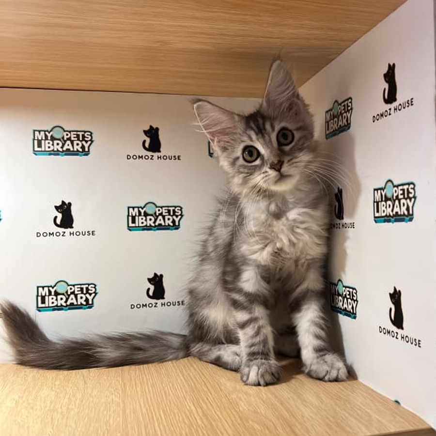 Maine Coon Kitten