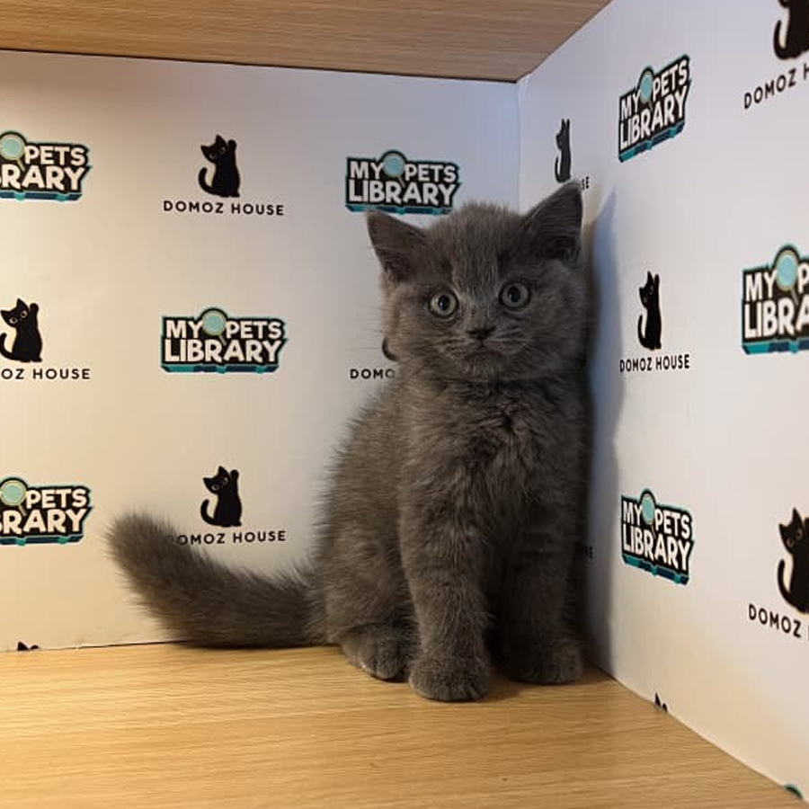 British Shorthair Kitten