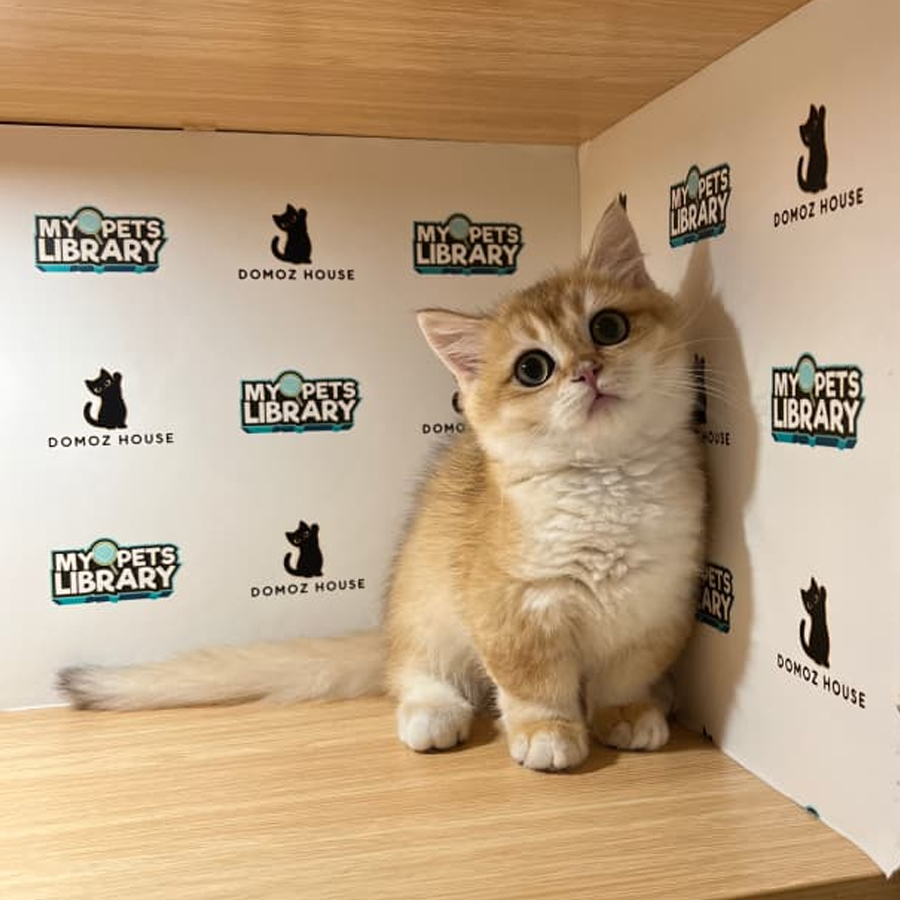 Munchkin Kitten