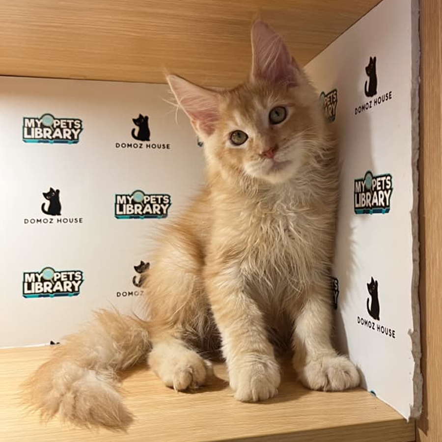 Maine Coon Kitten