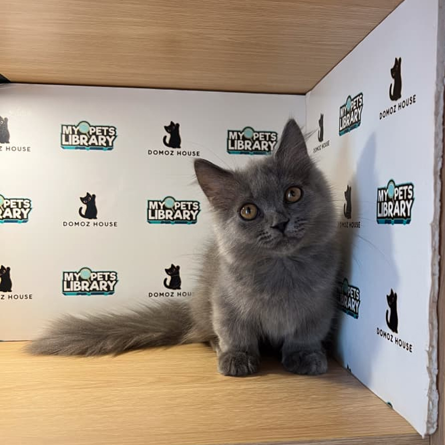 Minuet Napoleon Kitten