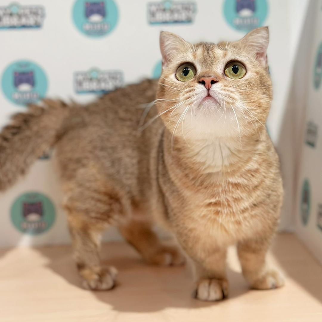 Super Short Munchkin British Shorthair Kitten