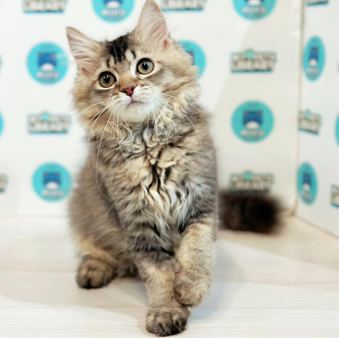 British Longhair Kitten