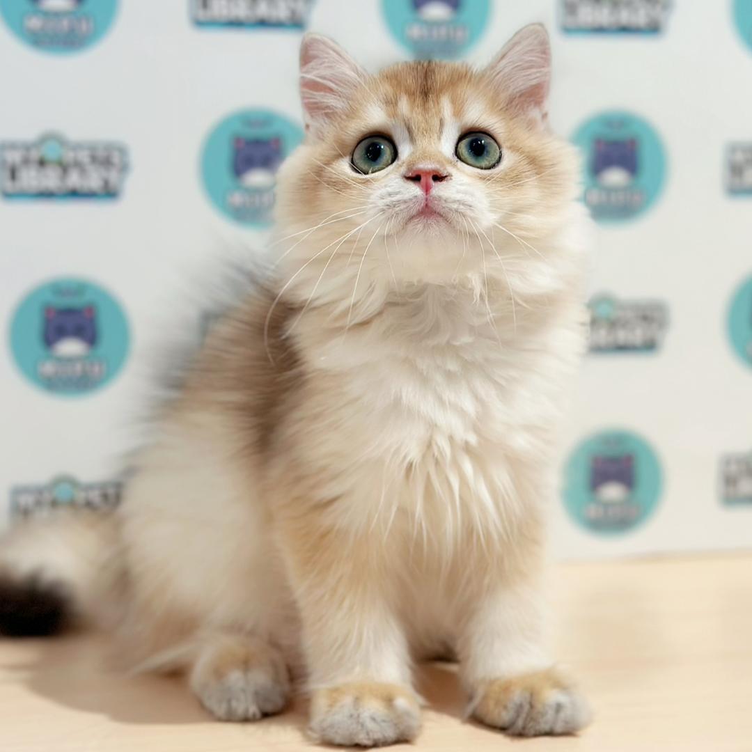 British Longhair Kitten