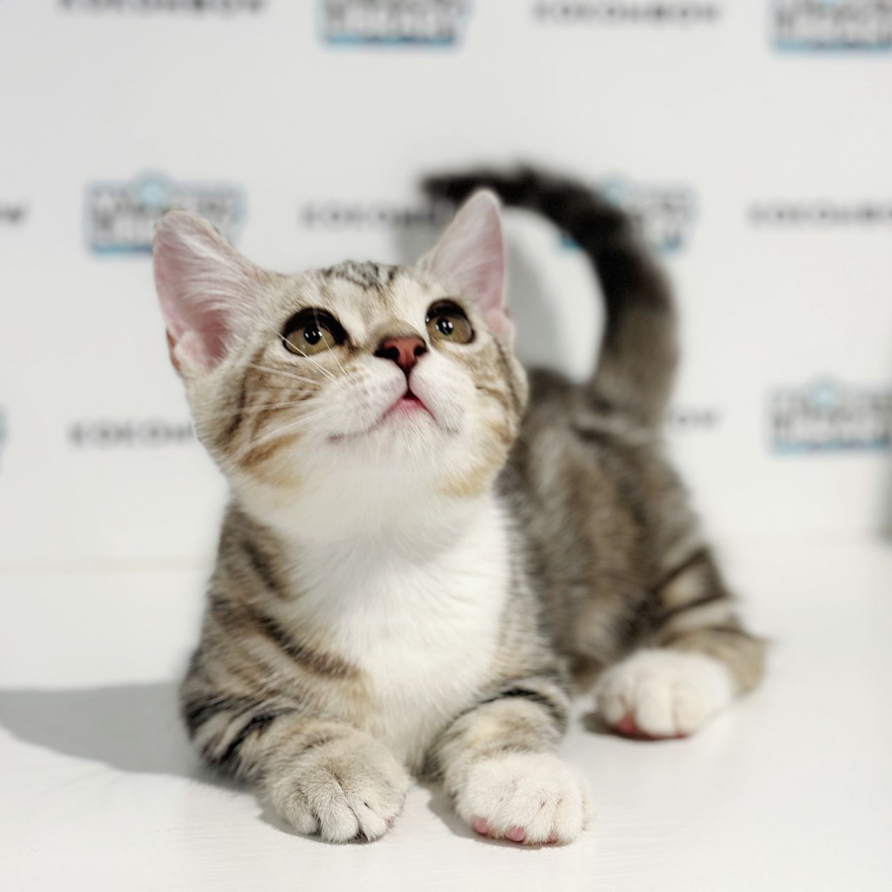 Short Munchkin American Shorthair Kitten