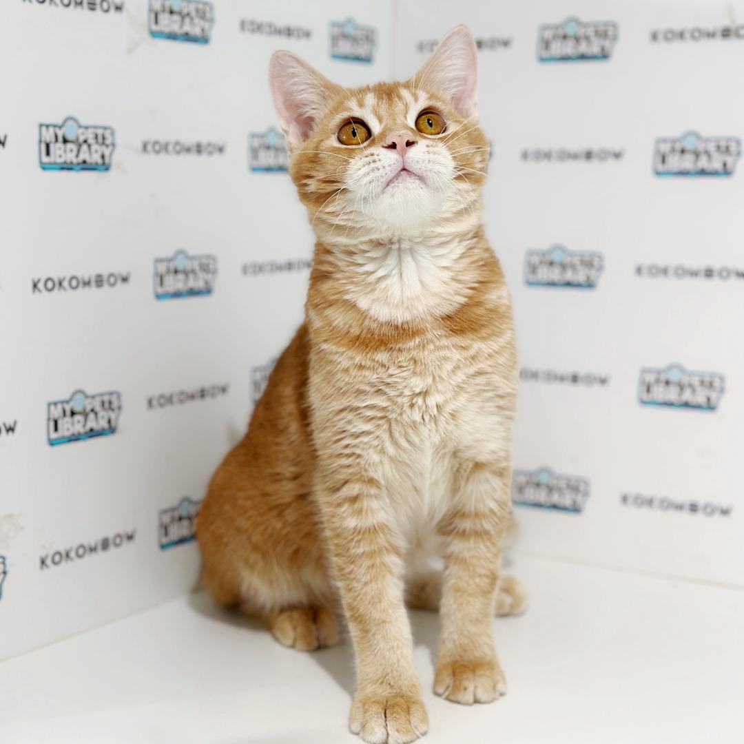 Scottishstraight Kitten