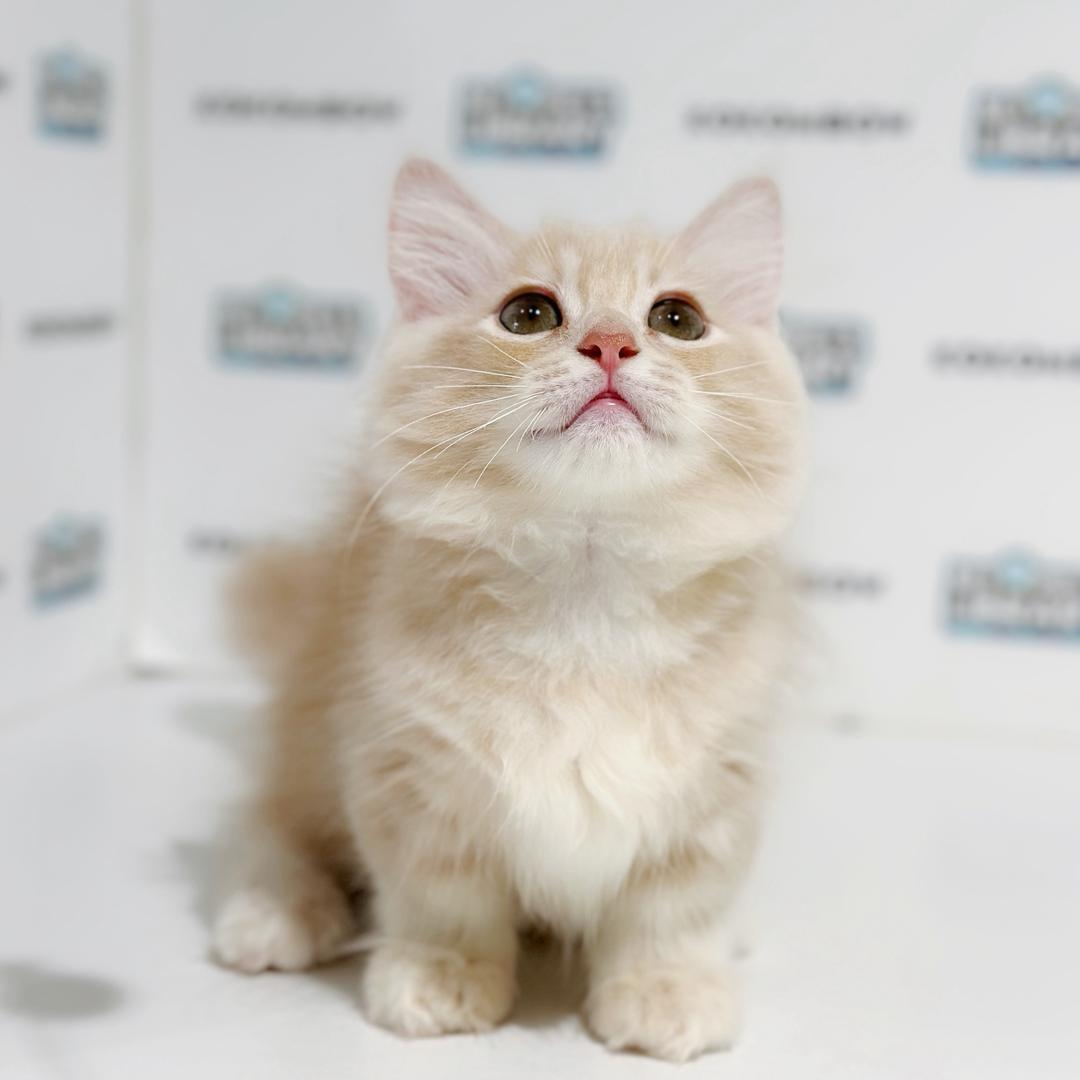 Super Short Minuet Napoleon Kitten