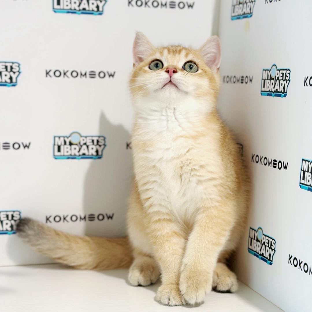 British Shorthair Kitten