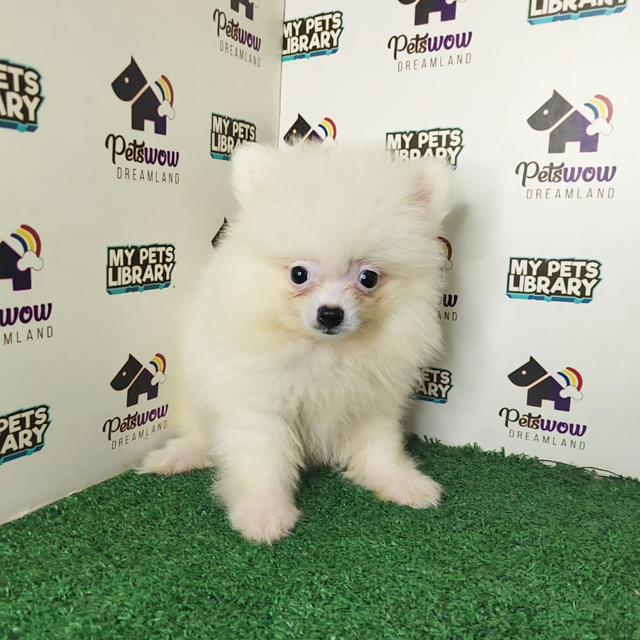 Pomeranian Puppy