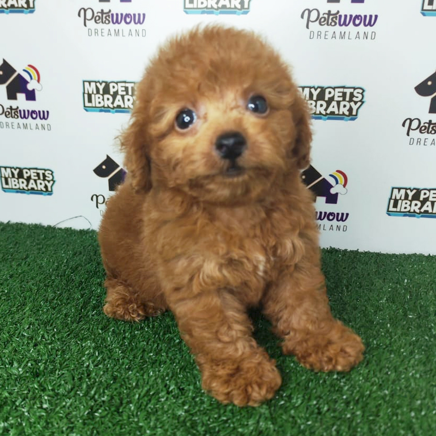 Toy Poodle Puppy