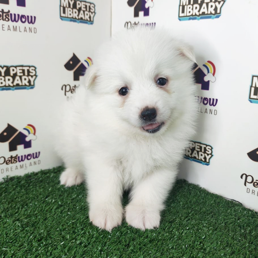 Japanese Spitz Puppy
