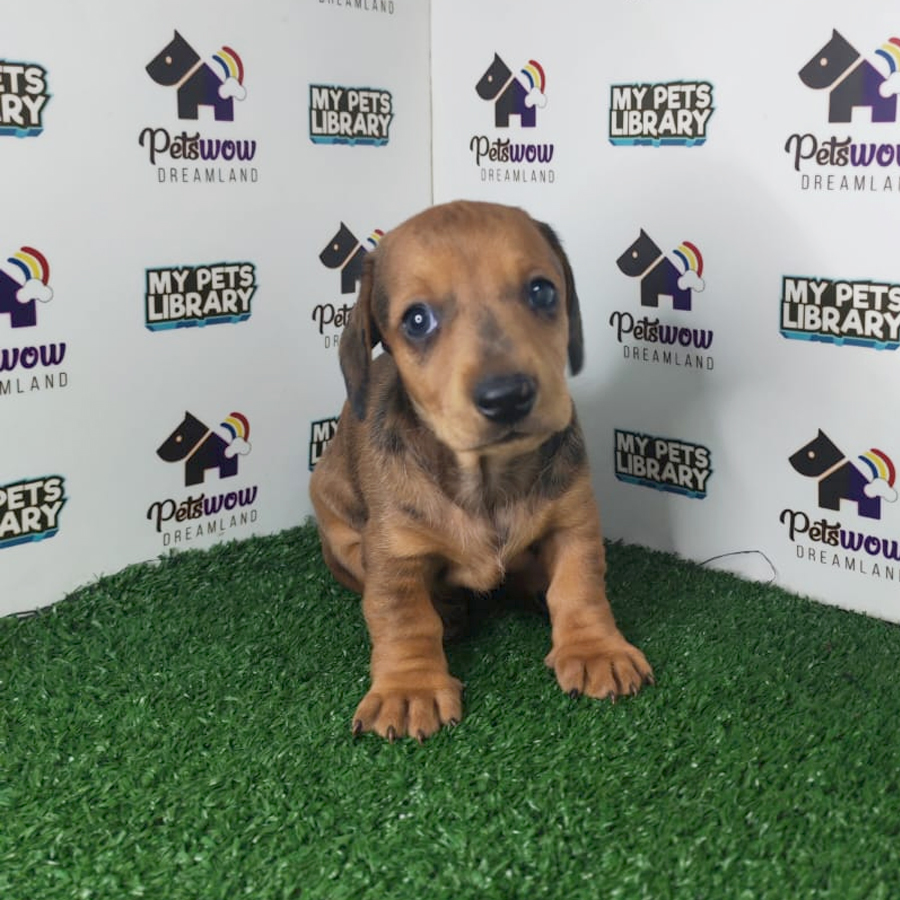 Dachshund Puppy