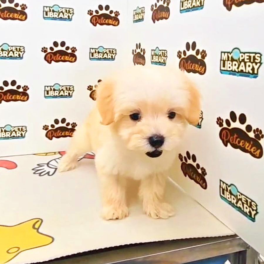 Tiny Maltipoo Puppy