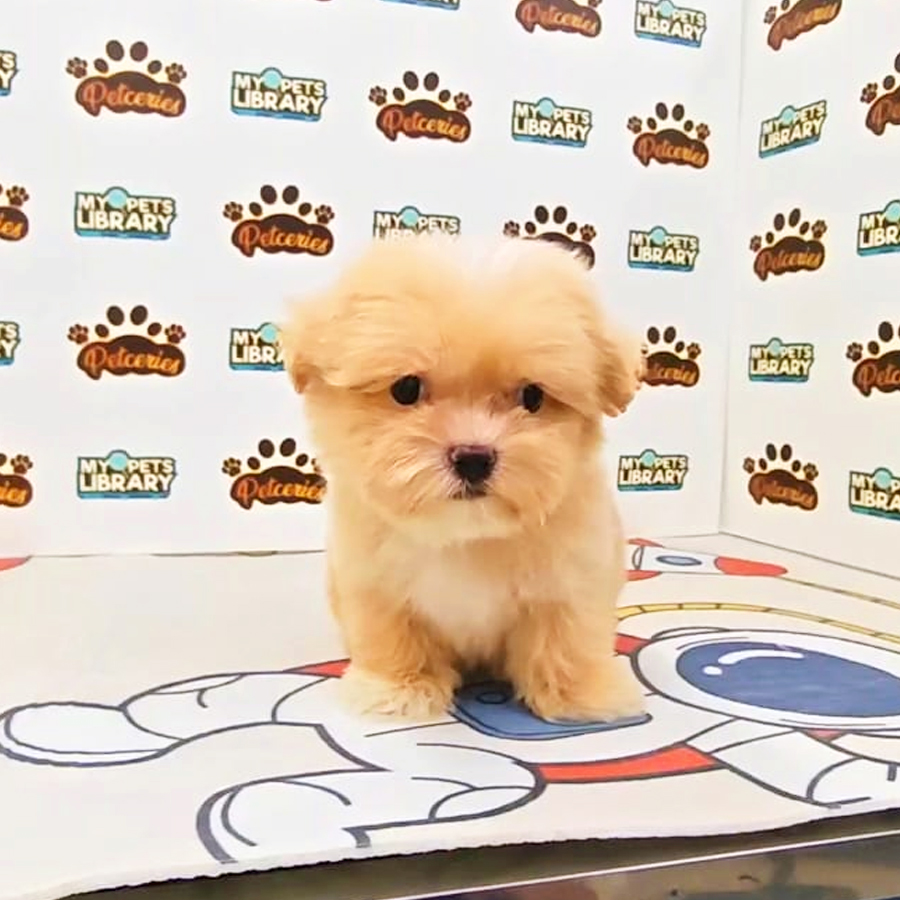 Tiny Maltipoo Puppy