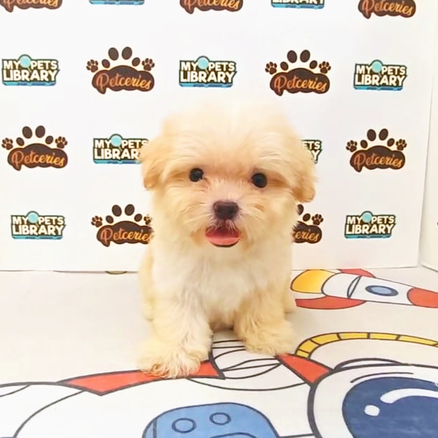 Tiny Maltipoo Puppy