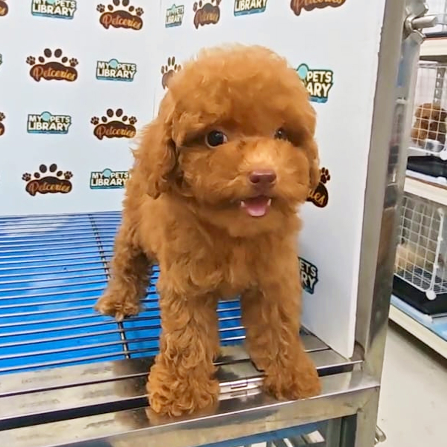 Toy Poodle Puppy