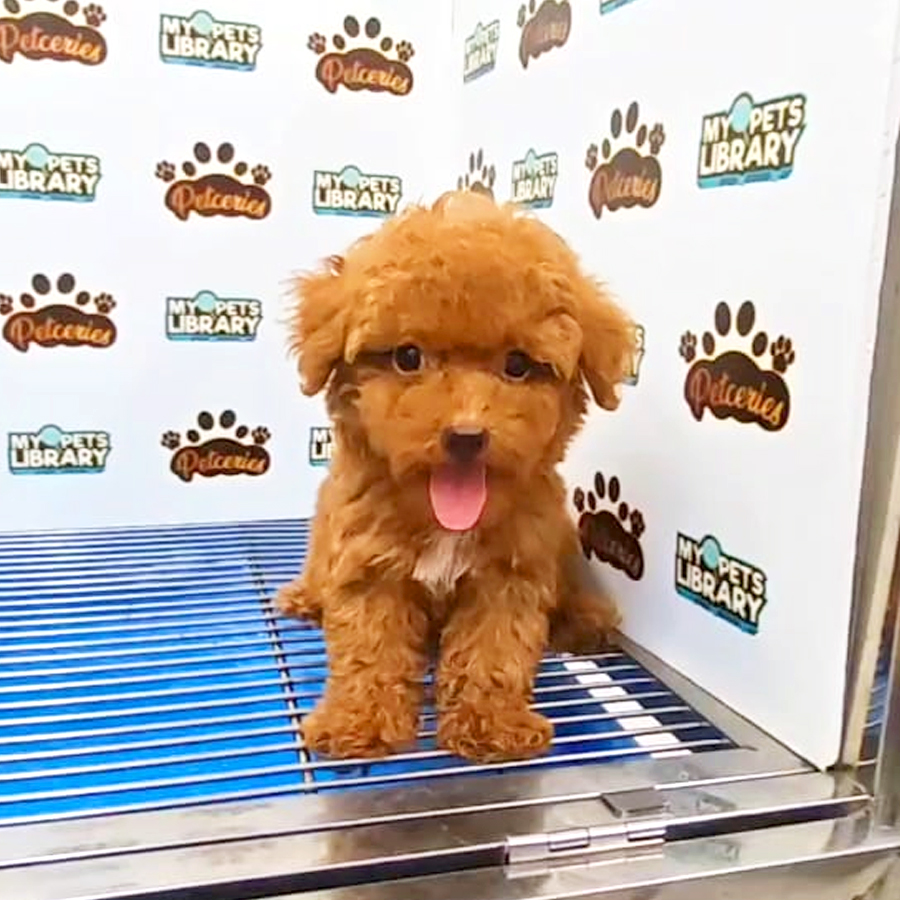 Toy Poodle Puppy