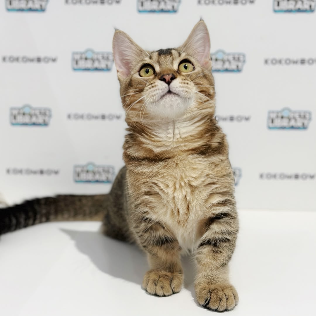 Munchkin British Shorthair Kitten