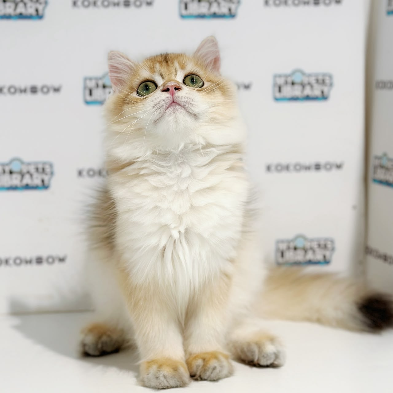 British Longhair Kitten