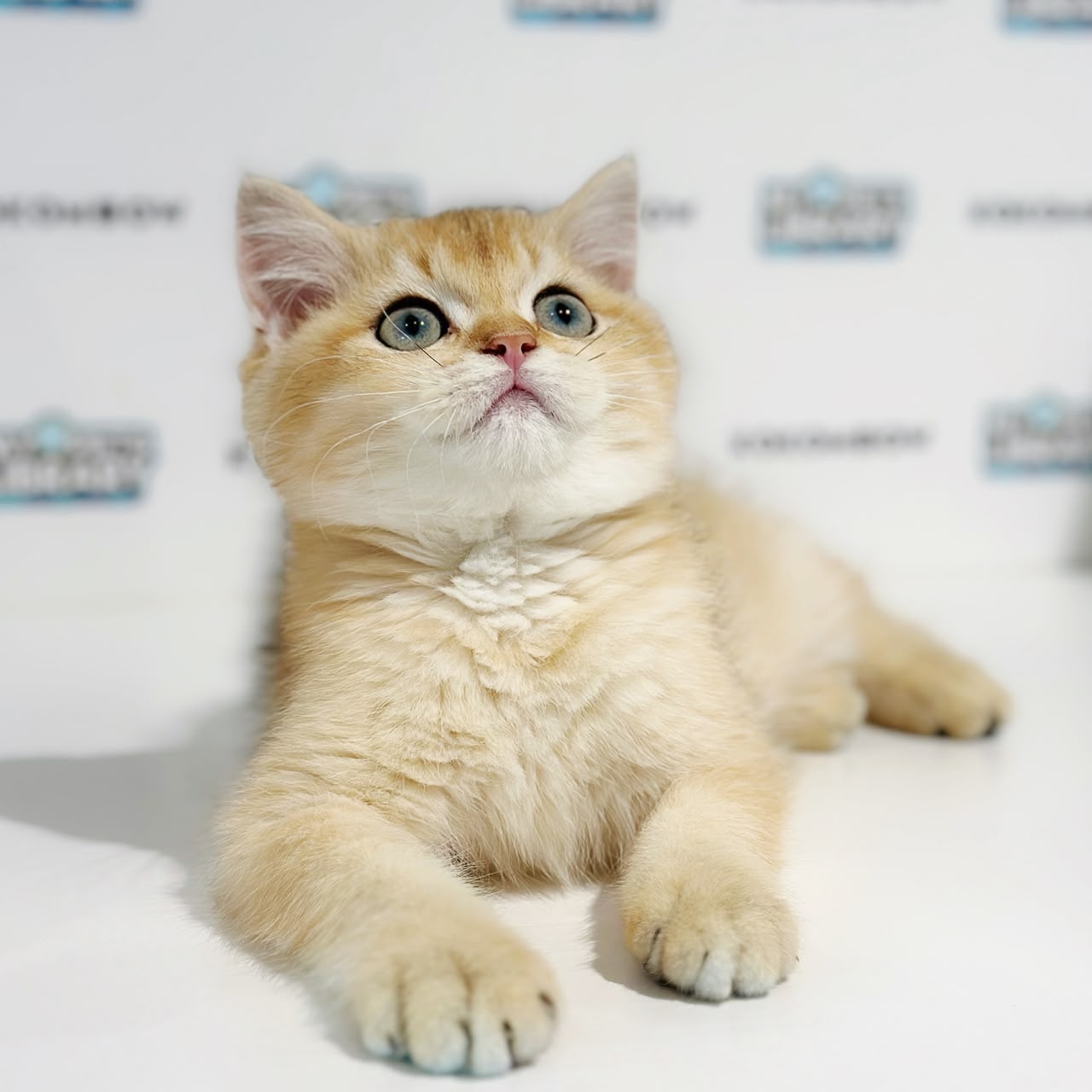 British Shorthair Kitten