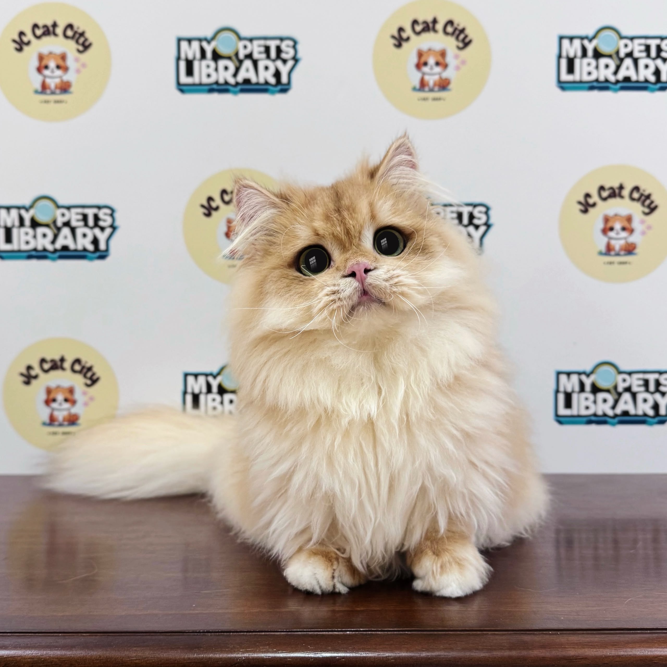 Minuet Napoleon Kitten