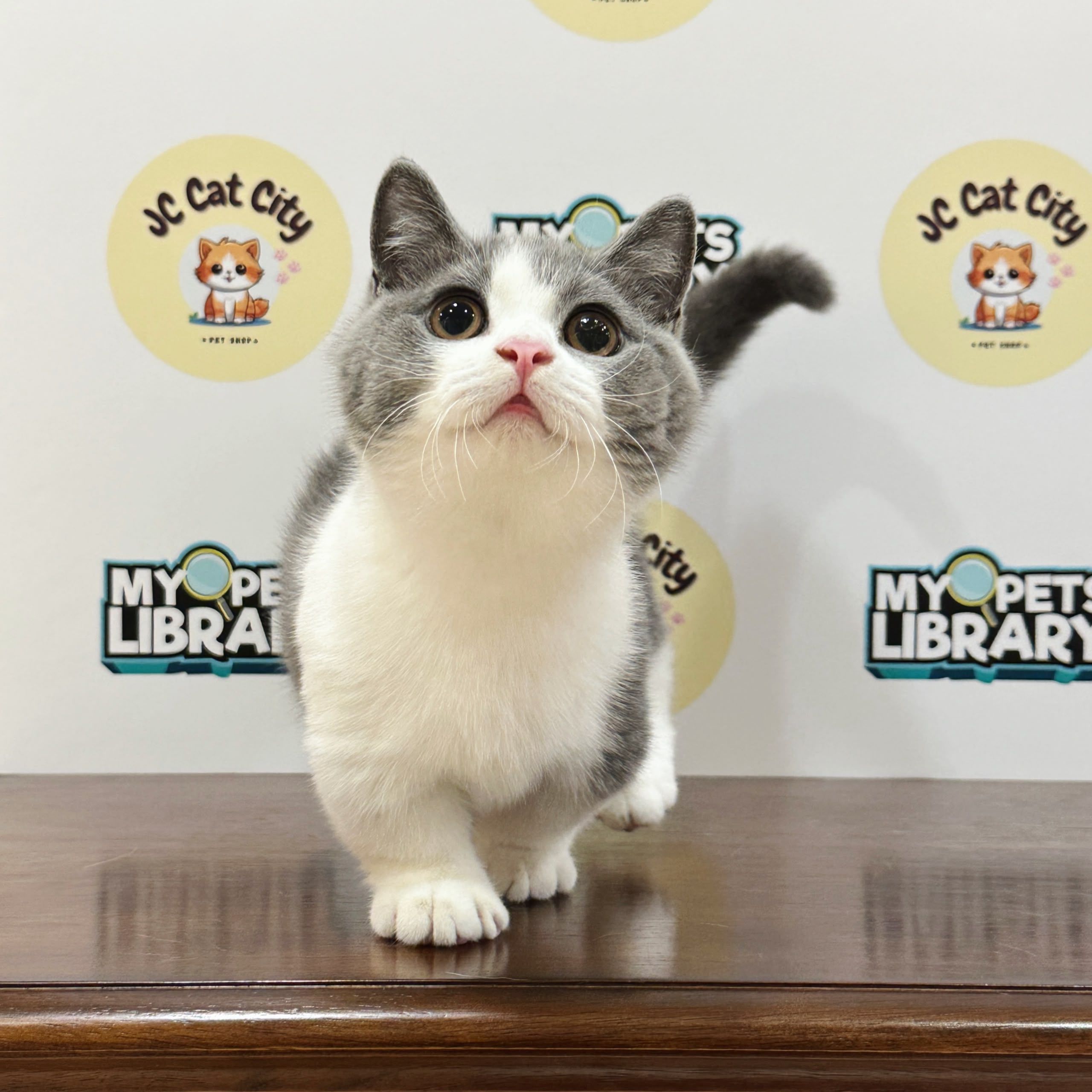 Munchkin Kitten