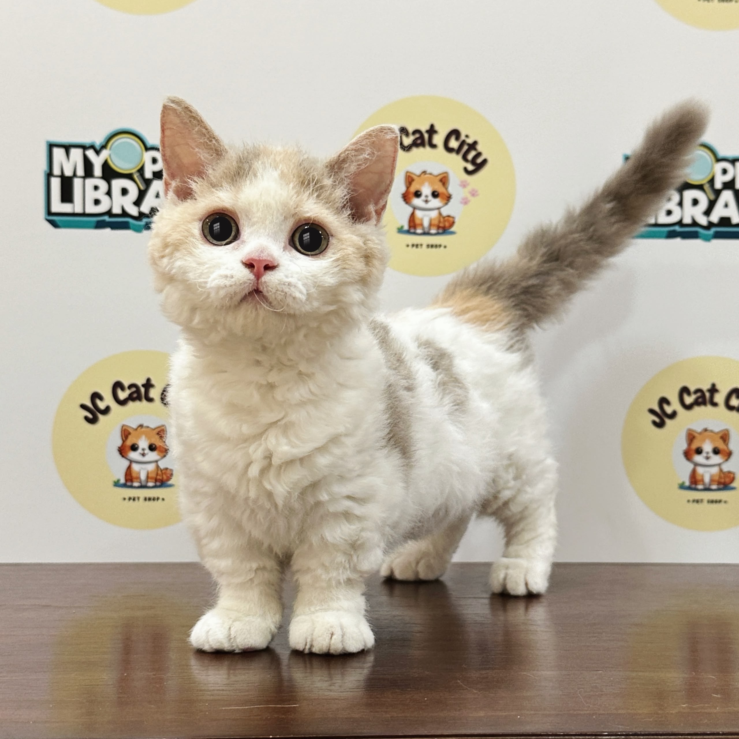 Selkirk Rex Kitten