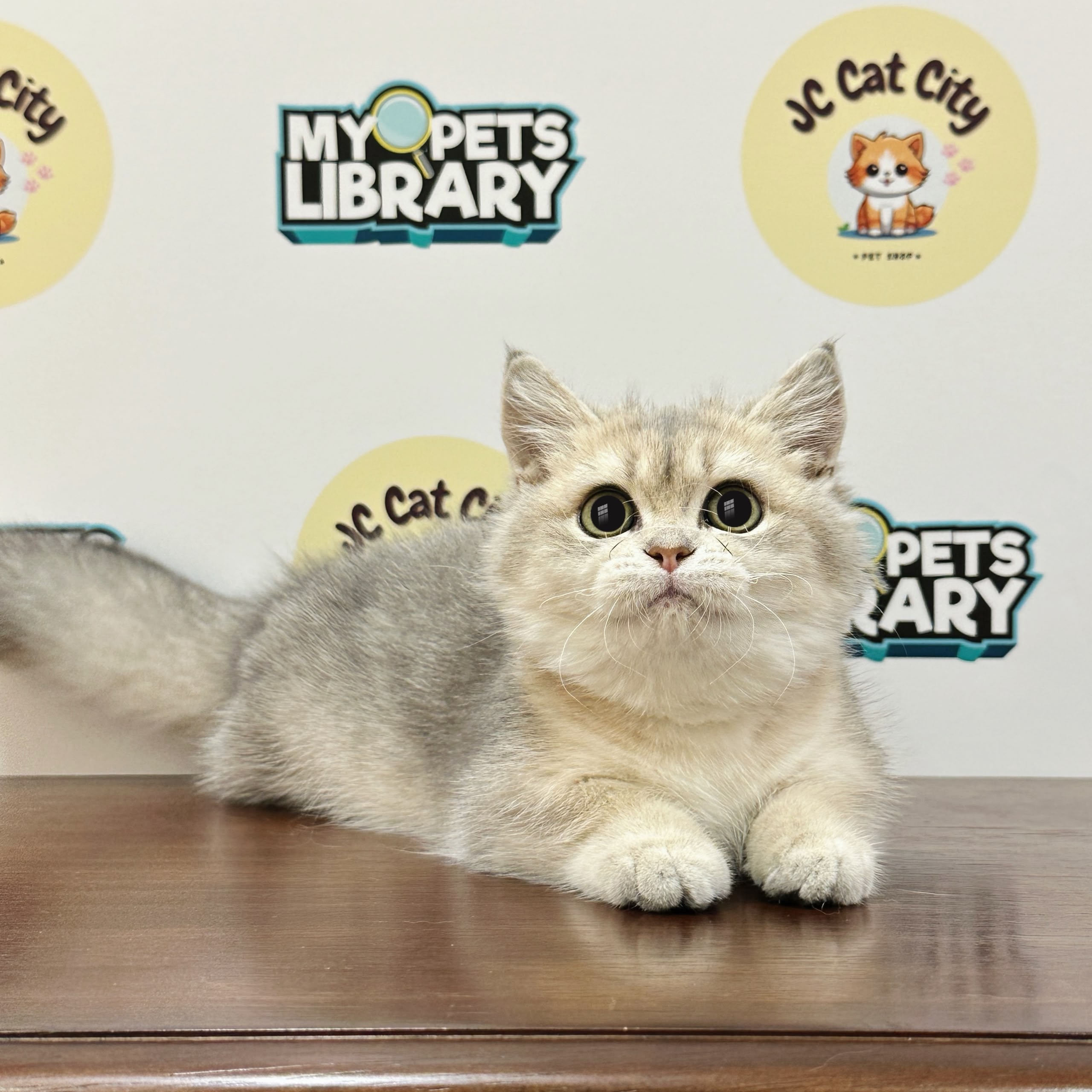 Munchkin Kitten