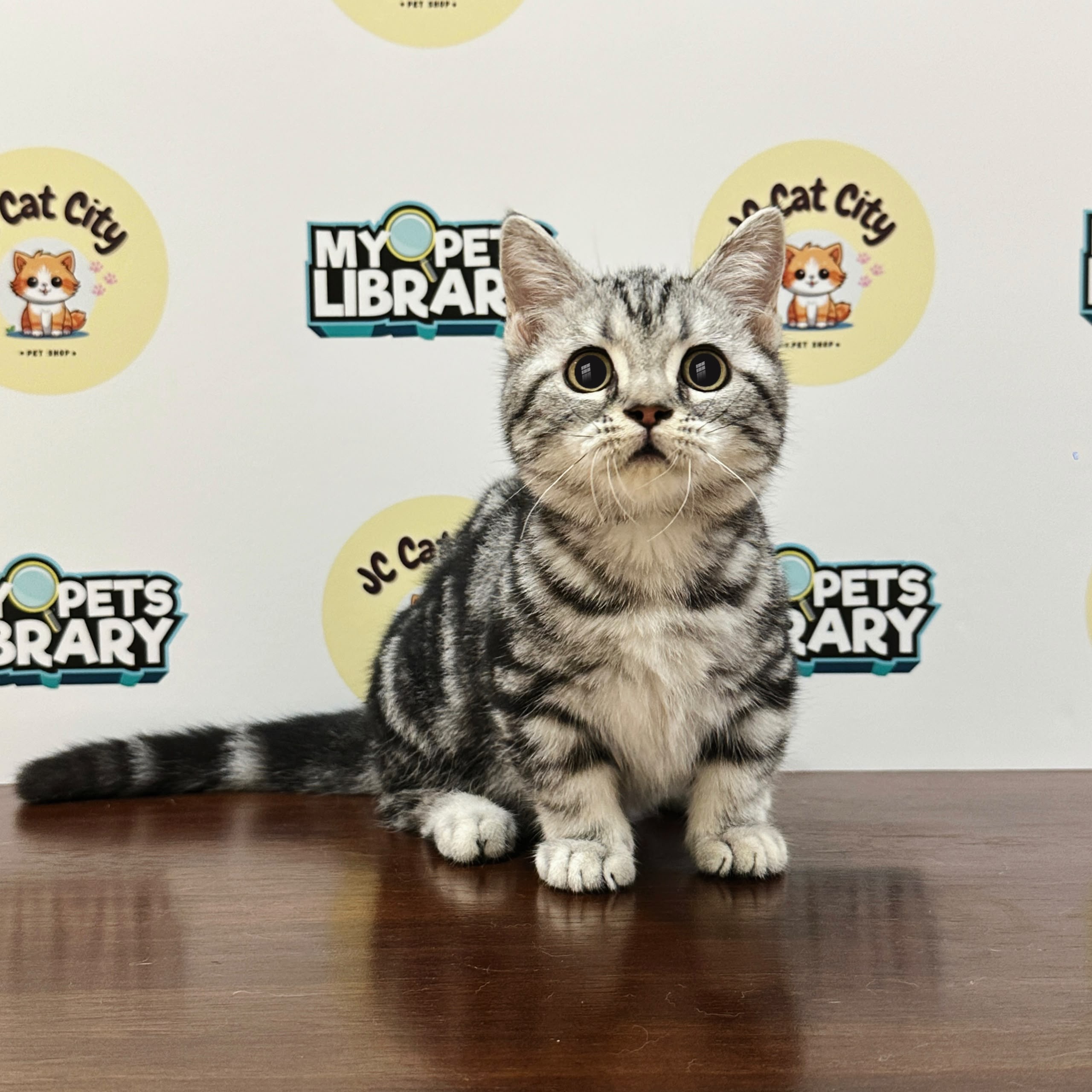 Munchkin Kitten