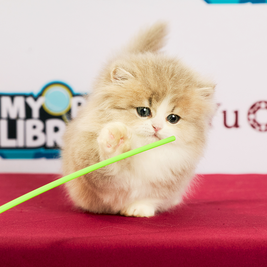 Minuet Napoleon Kitten