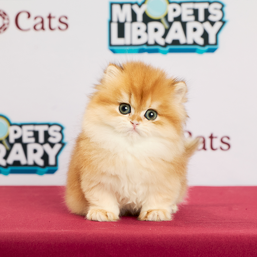 Minuet Napoleon Kitten
