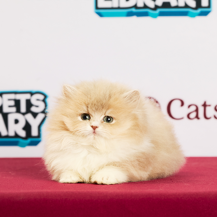 Minuet Napoleon Kitten