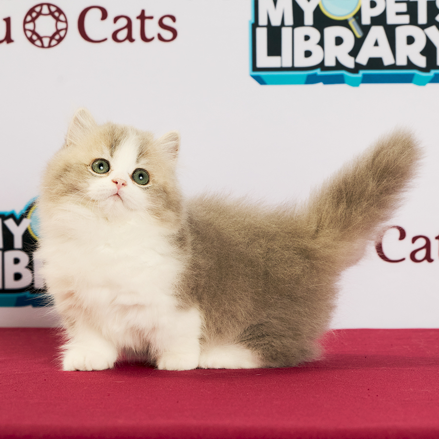Minuet Napoleon Kitten