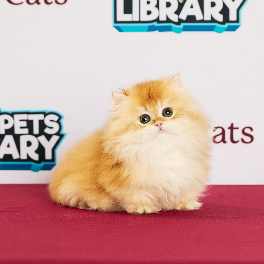 Minuet Napoleon Kitten
