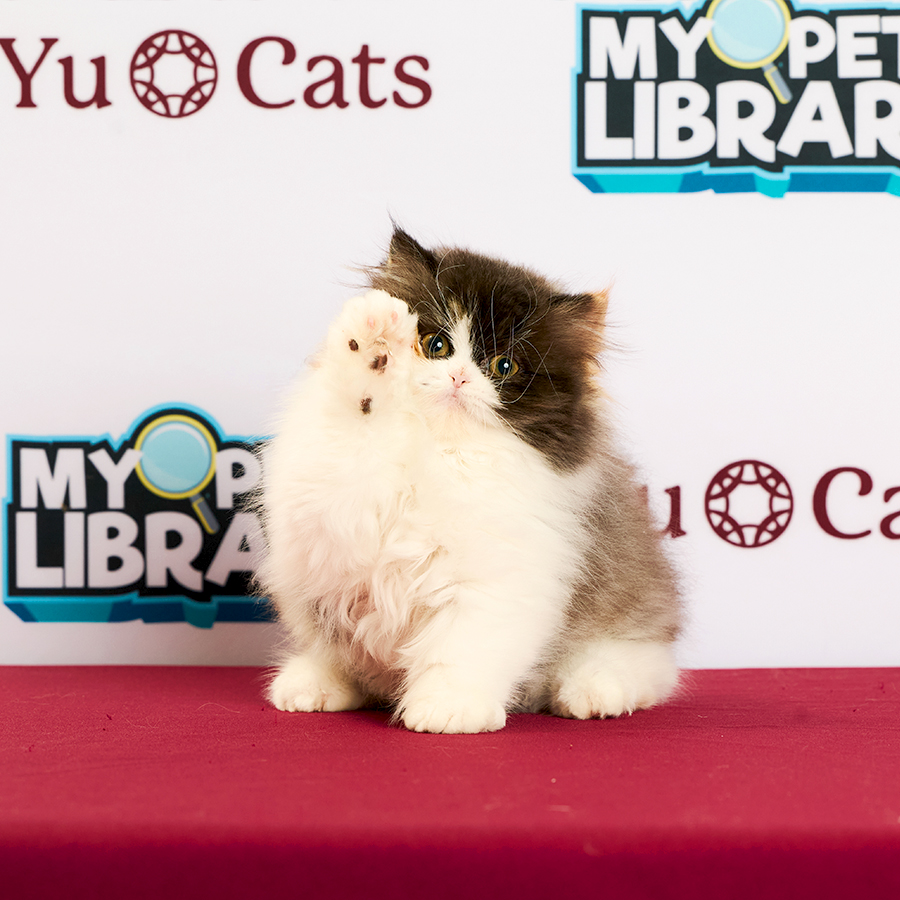 Minuet Napoleon Kitten