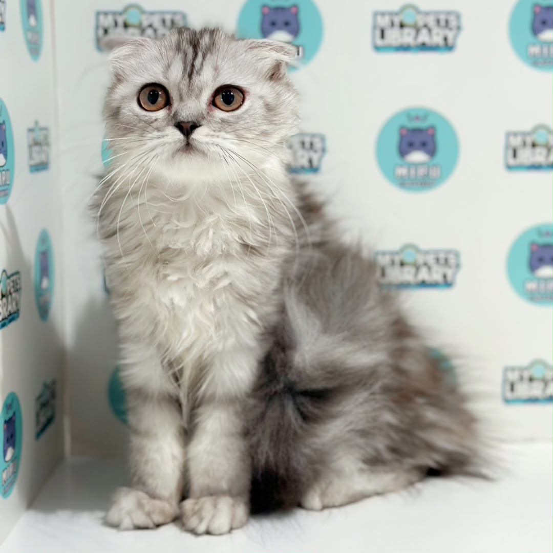 Scottish Persian Kitten