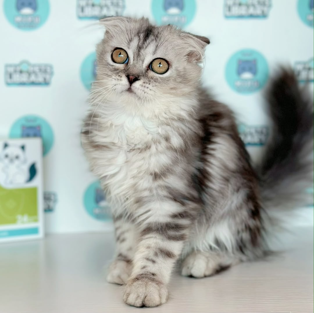 Scottish Persian Kitten
