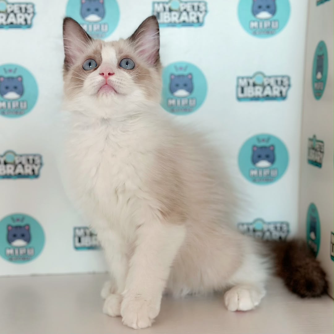 Ragdoll Kitten