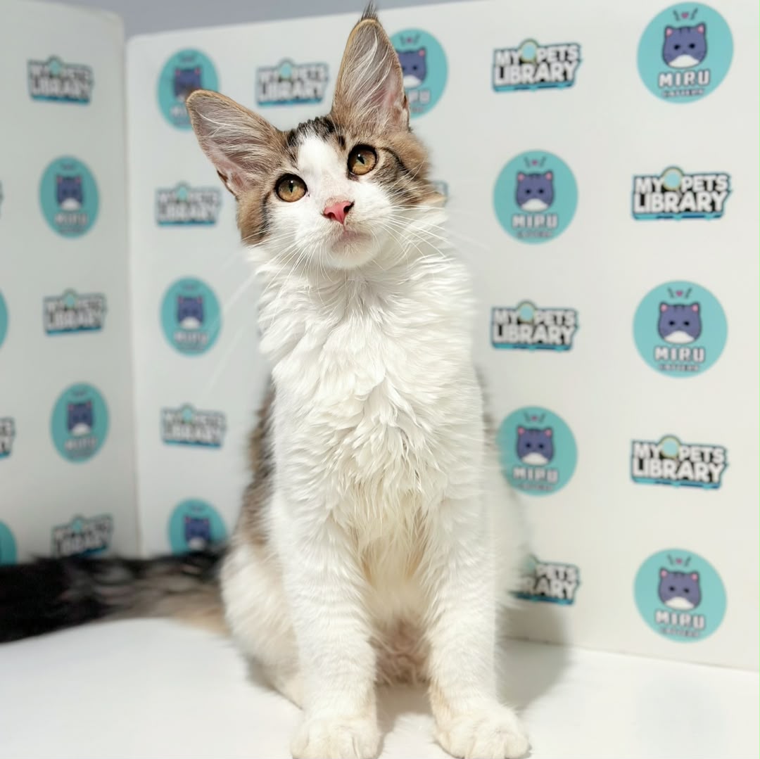 Maine Coon Kitten