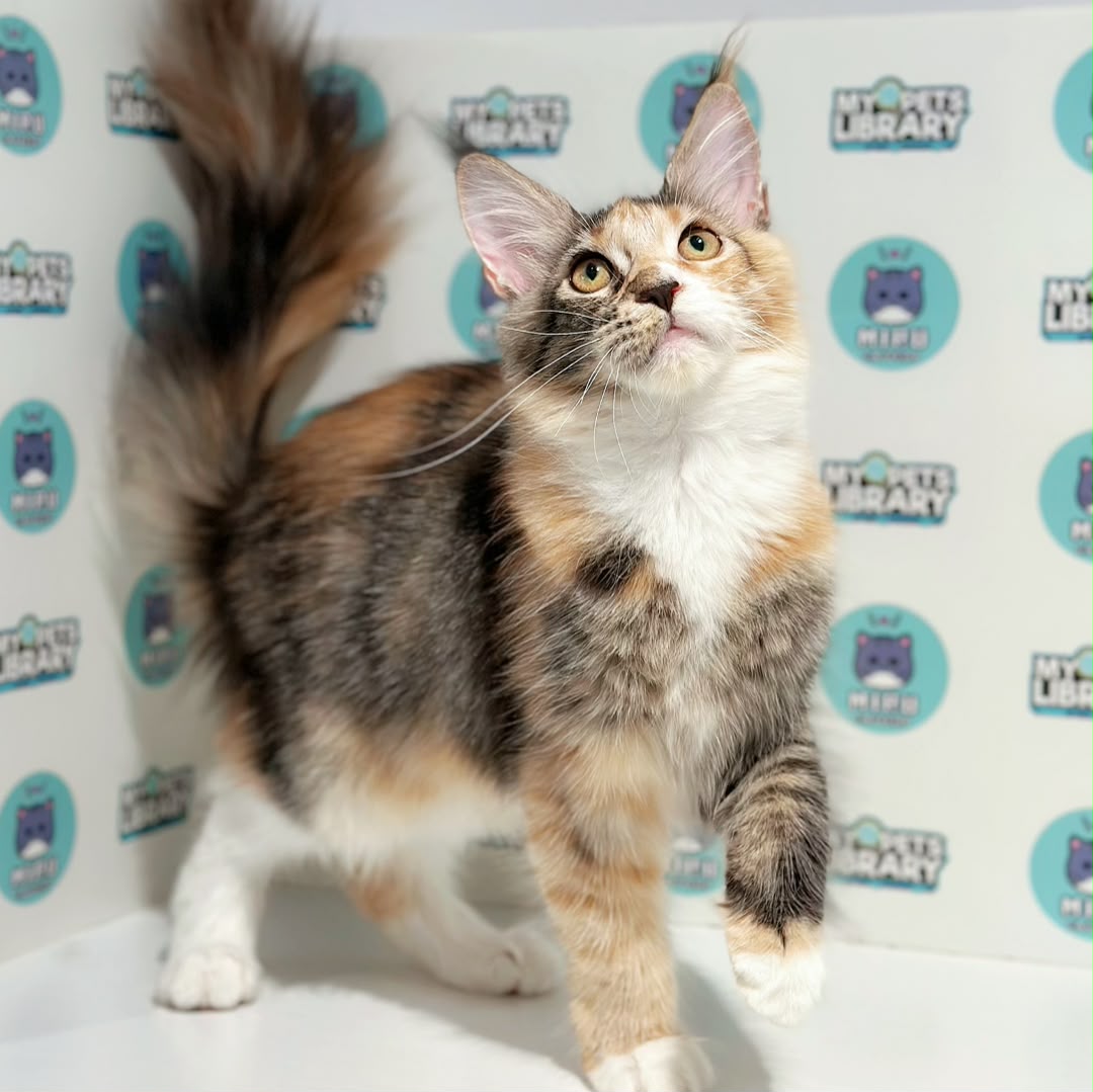 Maine Coon Kitten