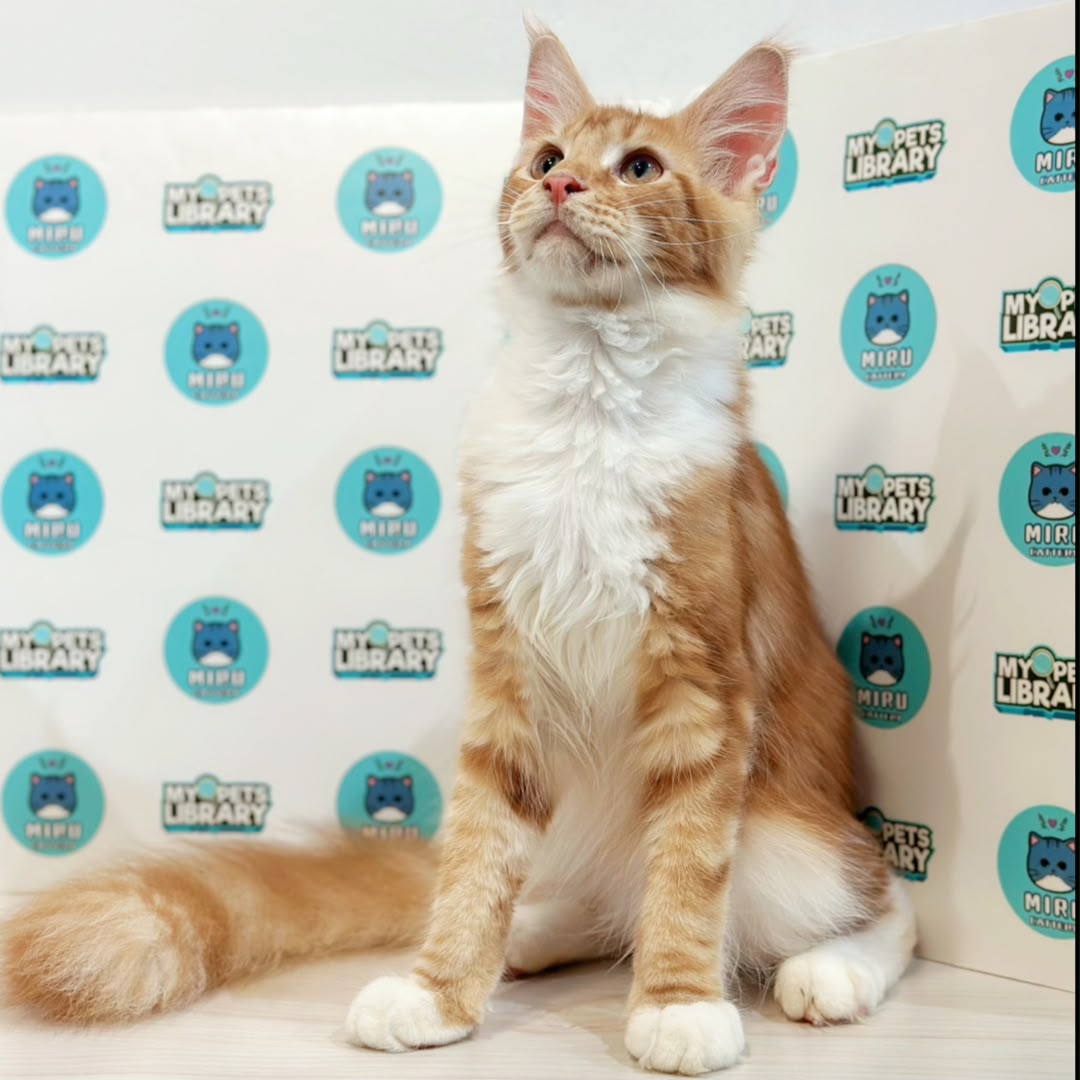 Maine Coon Kitten